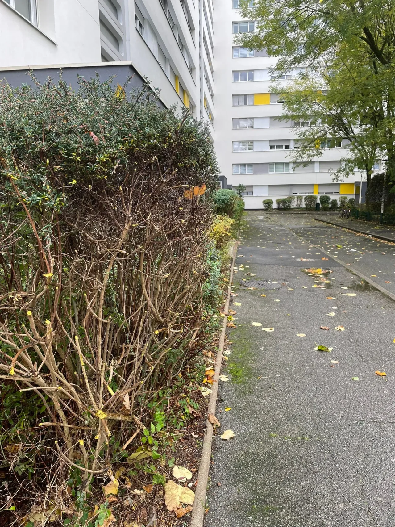 Élagage de haie dans un jardin - SARL Herry