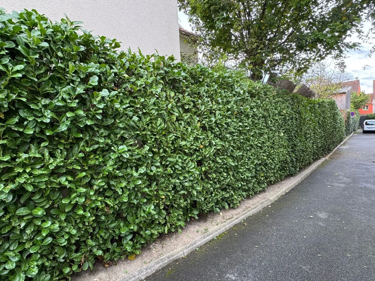 Entretien de haie par SARL Herry - SARL Herry