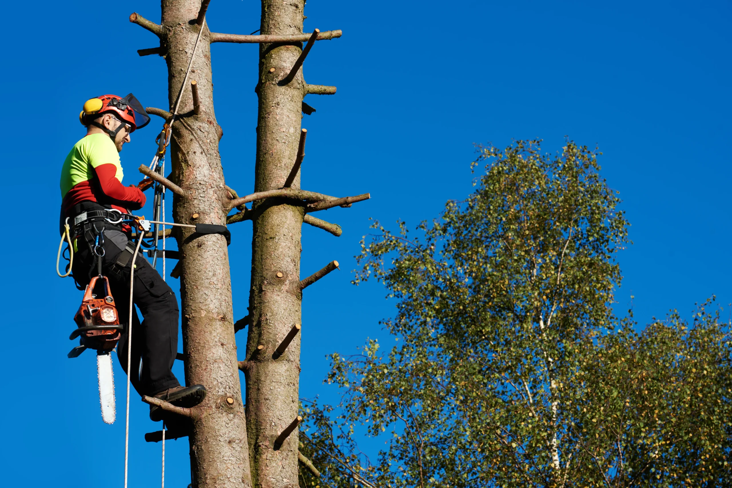 Homme en train d’élaguer un arbre - SARL Herry
