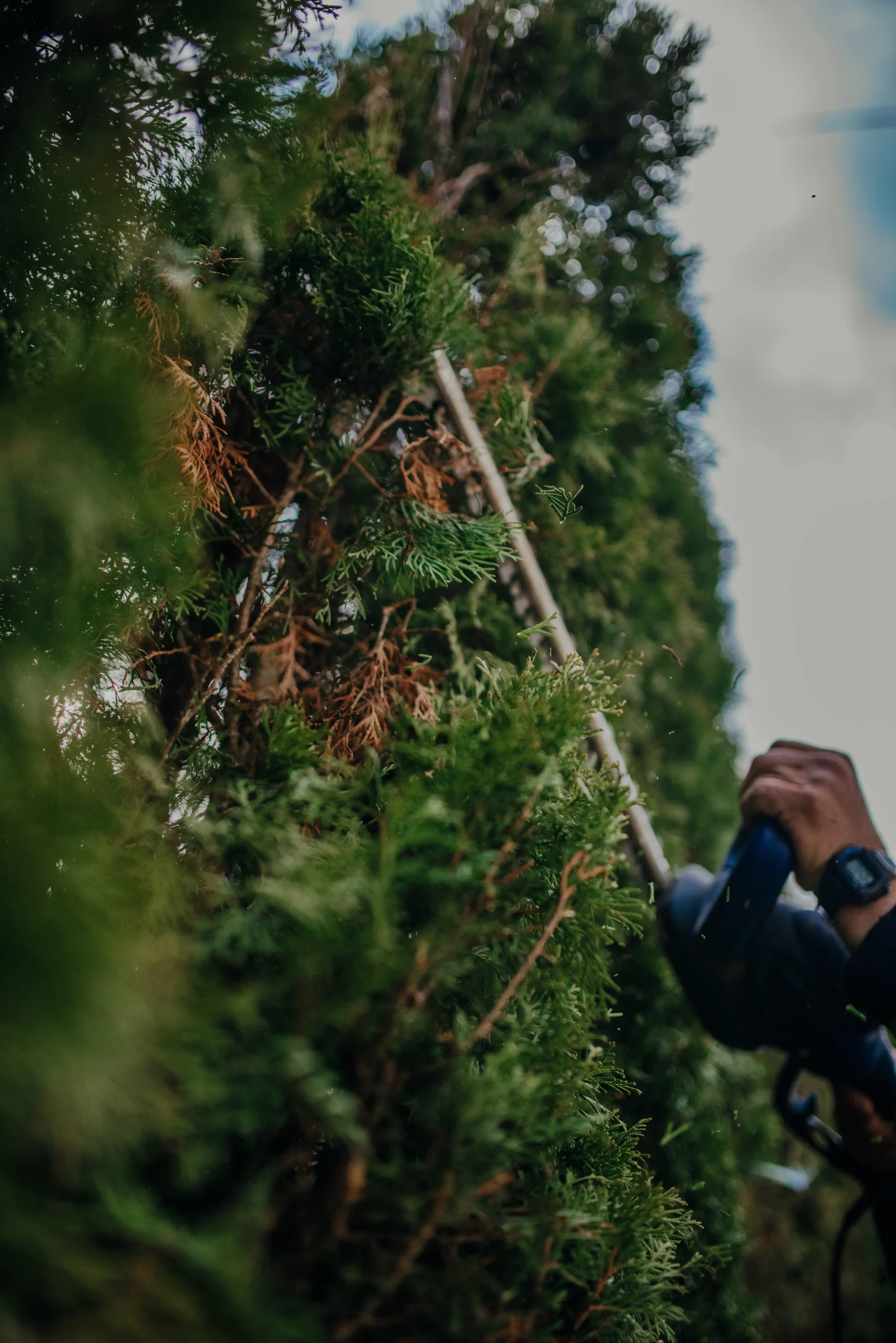 Homme en train de tailler une haie - SARL Herry